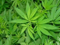 California Marijuana Laws